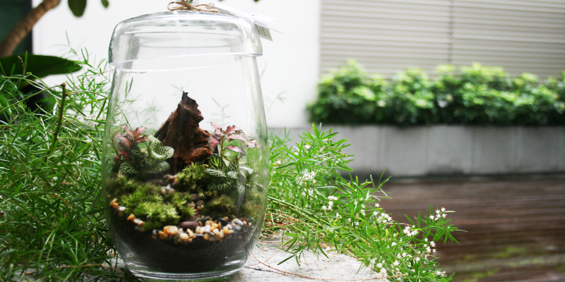 the-green-capsule-pp2