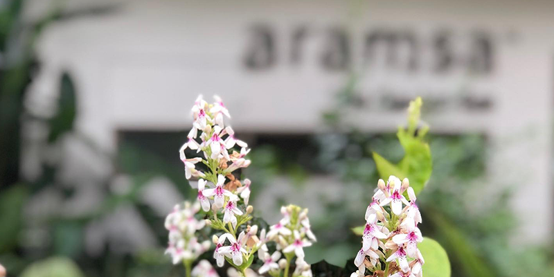 Aramsa The Garden Spa