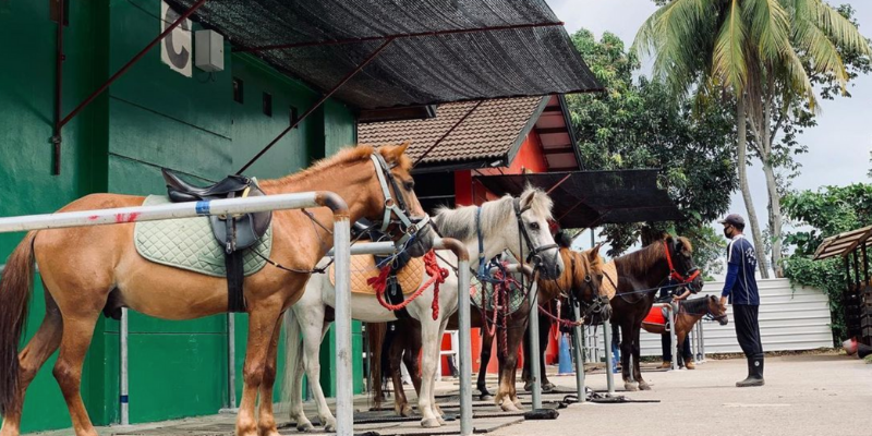gallop-stable-1