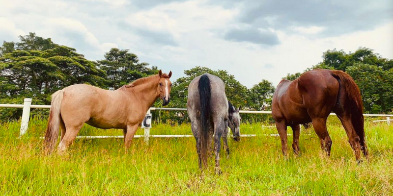 gallop-stable-3