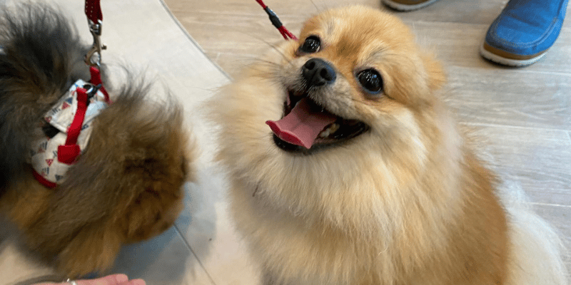 Pet Lovers Centre dog